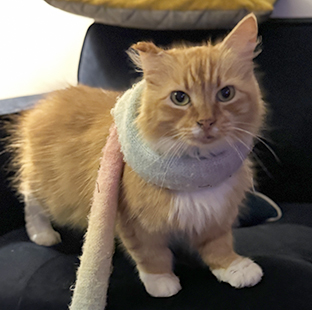Ginger and white cat with a scarf around its neck